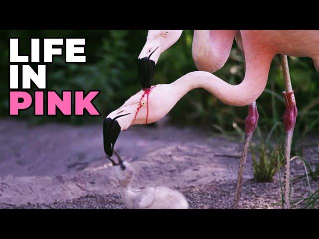  FLAMINGO ─ You Are What You Eat! 