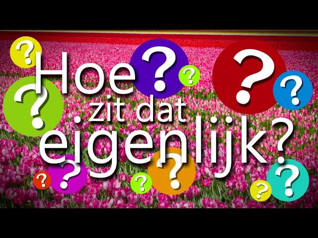 Hoe zit dat eigenlijk 2: Hoe groeien en bloeien bloembollen?