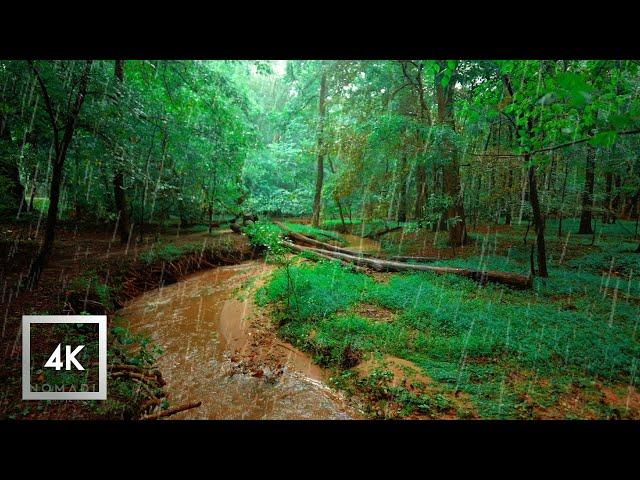 Rainy Lush Forest Walk, Walking in Thunderstorm ASMR, Nature Sounds for Sleep