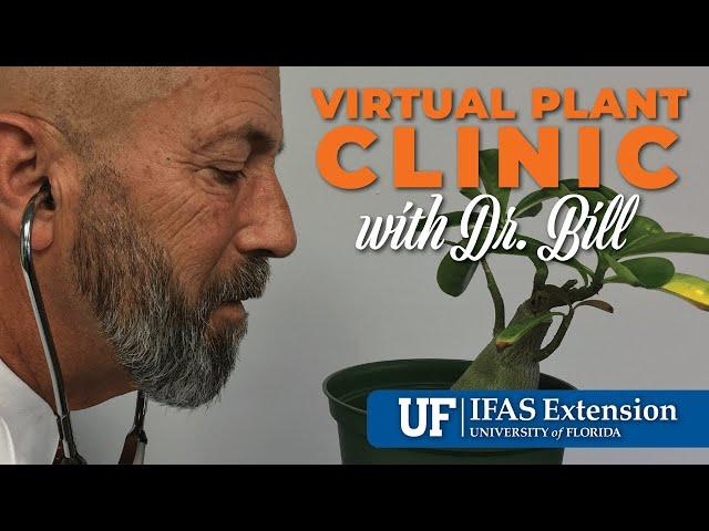 The Virtual Plant Clinic With Dr. Bill October 17, 2024