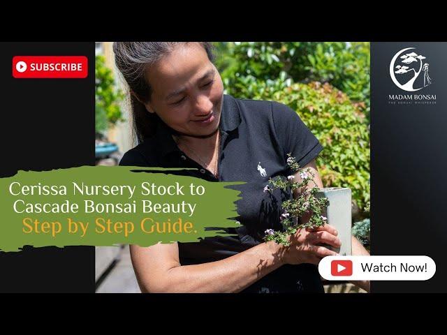 Cerissa Nursery Stock to Cascade Bonsai Beauty: Step-by-Step Guide