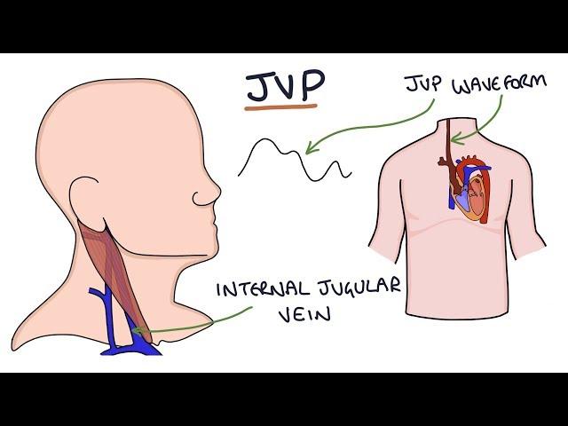 Understanding Jugular Venous Pressure (JVP)