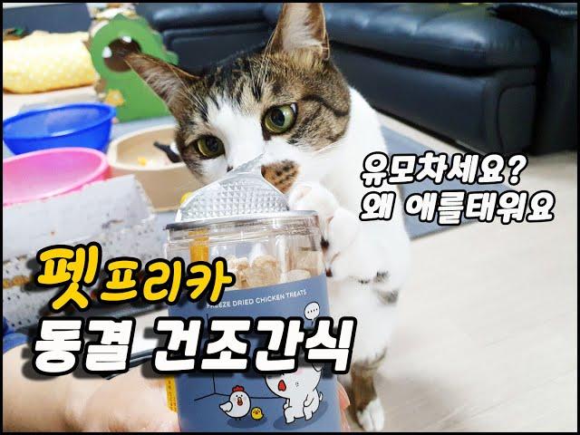 펫프리카 동결 건조 간식 먹어봤어? 내 최애는 치킨. Did u have the frozen snacks?/토토네토스트