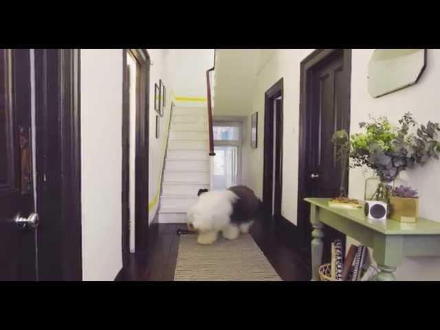 Hallway Colour Ideas -  Accent Colours for Hallways | Dulux