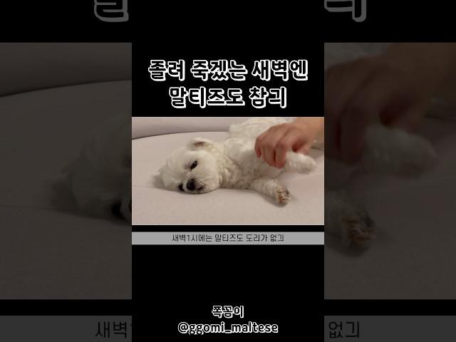#말티즈 가 유일하게 참는 시간