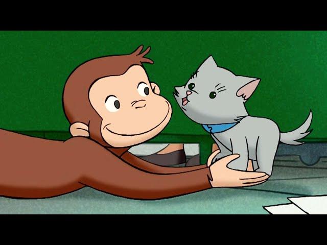 George si prende cura di un gattino  Curioso Come George  Cartoni per Bambini