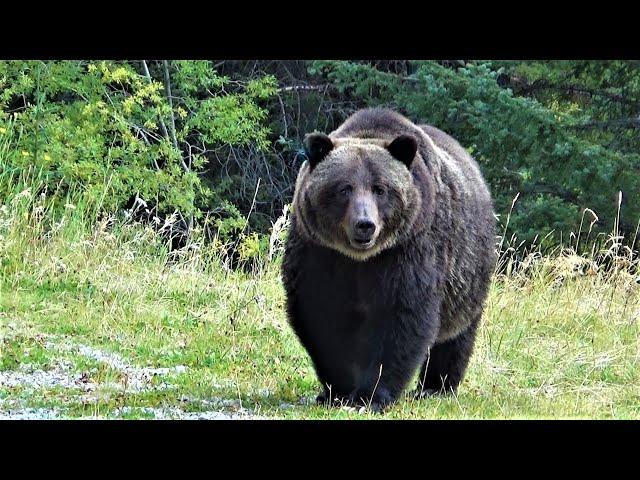 Huge grizzly bear hunting down an elk!