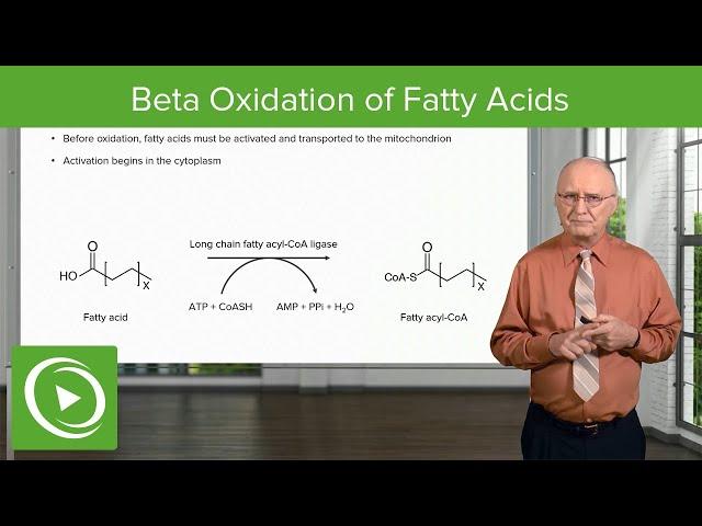 Beta Oxidation of Fatty Acids | Lipid Metabolism