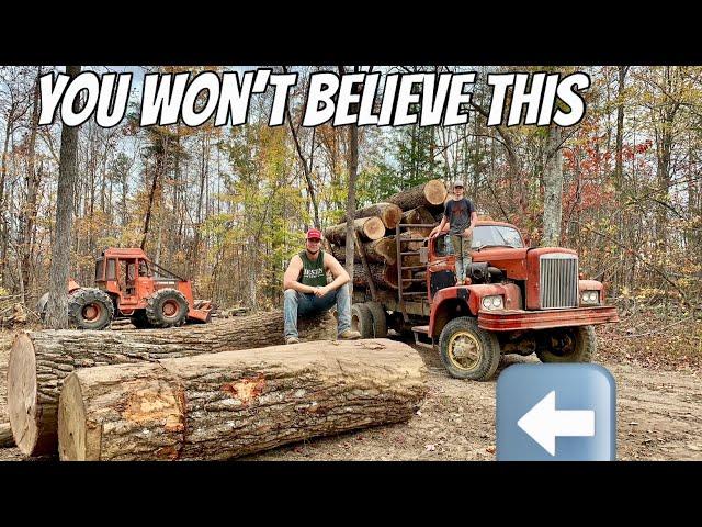 THE BIGGEST TREES WE HAVE EVER HAD ON THIS CHANNEL | 42 INCHES!!