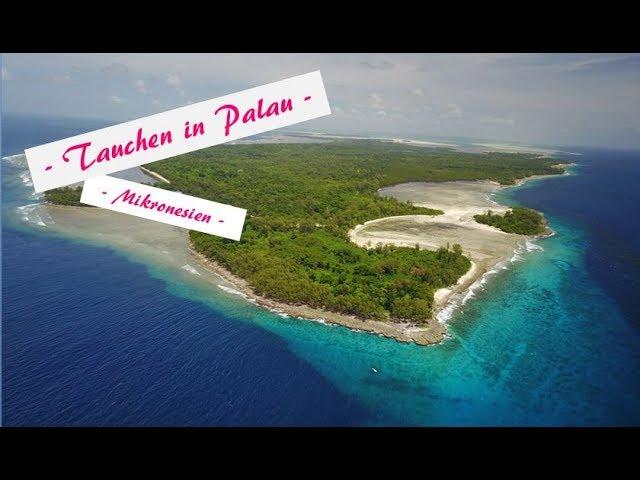 Tauchen in Palau - Mikronesien!