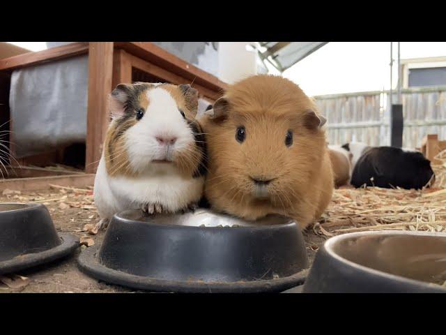 Guinea pigs eating pellets