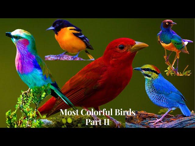 Most Colorful Birds In The World Part 2 | Stunning Nature | Birds Sounds | Learn Names of Birds