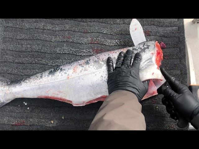 Proper way to fillet a Salmon  or Steelhead.