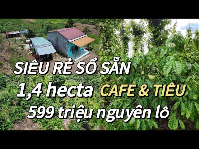 (365-đã bán) Siêu rẻ sổ sẵn, tổng 1,4 hecta Cafe xen Tiêu kinh doanh, kết nối trường chợ chỉ 5p