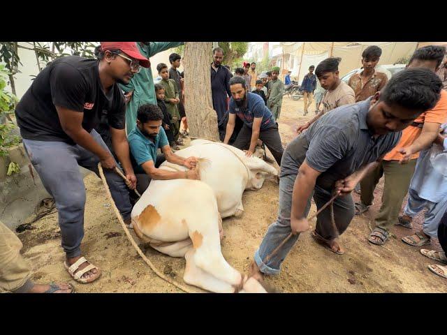 Mery Bachry Burraq Ki Qurbani Ki Without Cut Full Video | AR Maani