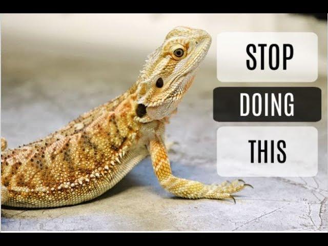 Common Bearded Dragon Care Mistakes