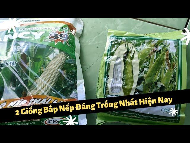 2 Giống Bắp Nếp (hạt trắng) Đáng Trồng Nhất Hiện Nay