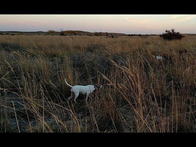 Hunting Wild Upland Birds - Kansas Quail with Bo and Duke