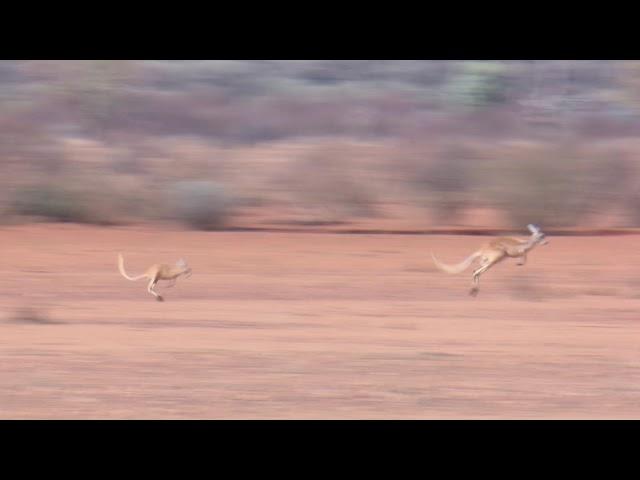 Footage of a big Red Kangaroo jumping quickly through the arid, dry Australian outback!