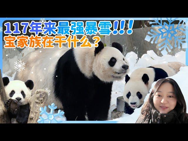 ️The Bao family at Everland faced a 117-year snowstorm! Rui Bao & Hui Bao’s snowman party️