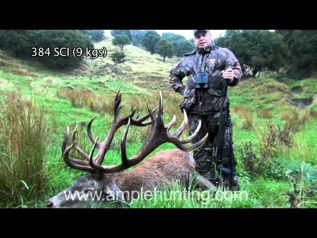 Hunting New Zealand - Ample Hunting Red Stag