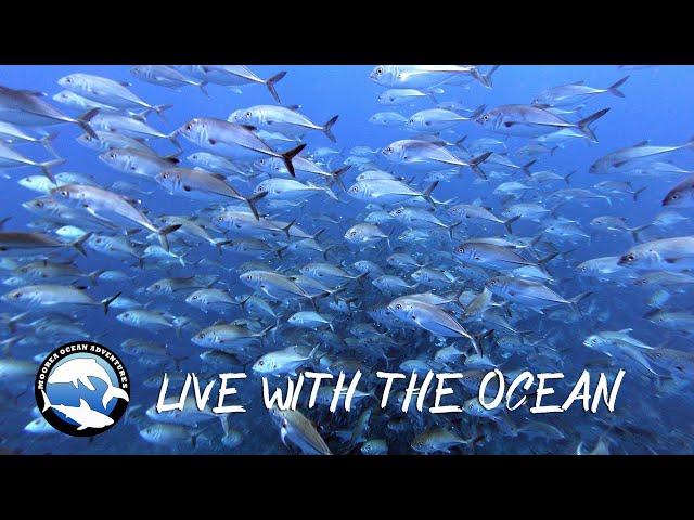 Live with the ocean - Travel in Moorea French Polynesia