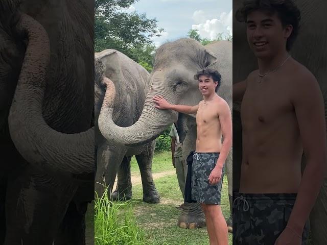 Asian Elephant Conservation _ Elephant Protection | A Story of Hope and Redemption