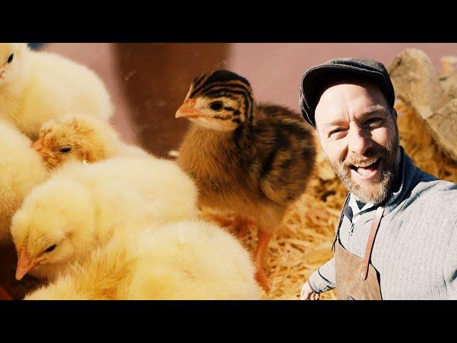 How to Set up an Indoor Chicken Brooder with Justin Rhodes