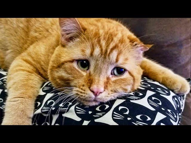 19-Year-Old Cat Met An Owner He Hadn't Seen In 7 Years. Look At His Reaction!