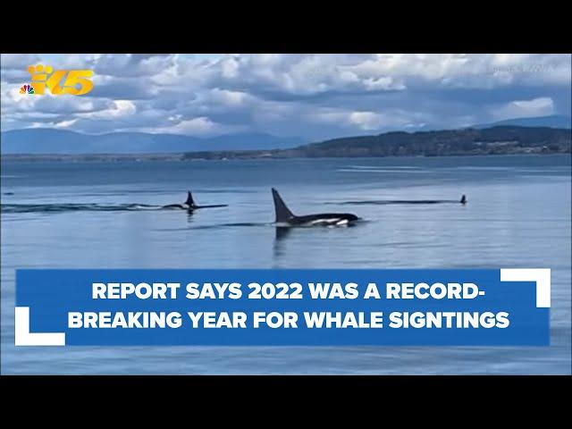 Report details whale sighting trends, success of protection measures