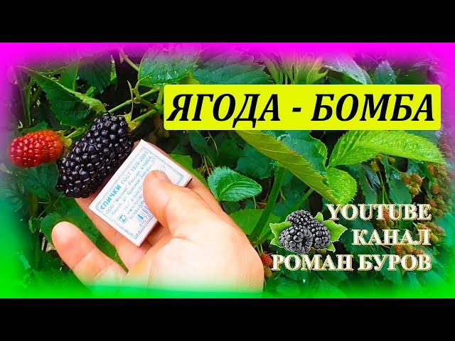 ЕЖЕВИКА НАТЧЕЗ - одна из самых крупных и ранних ежевик без шипов. Как выращивать ежевику.