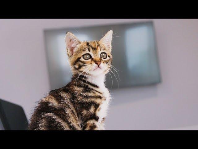 Visiting bilibili: Pet Friendly Office (Part One) | SanHua Cat Live