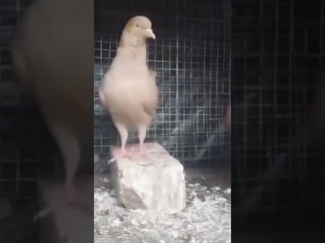 red king pigeon plz support me ️ love subscriber