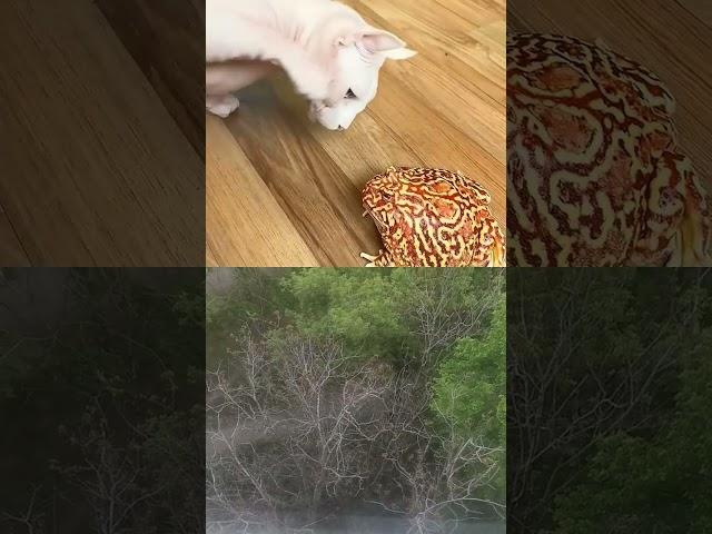 ЛЯГУШКА ХОЧЕТ КУШАТЬ
