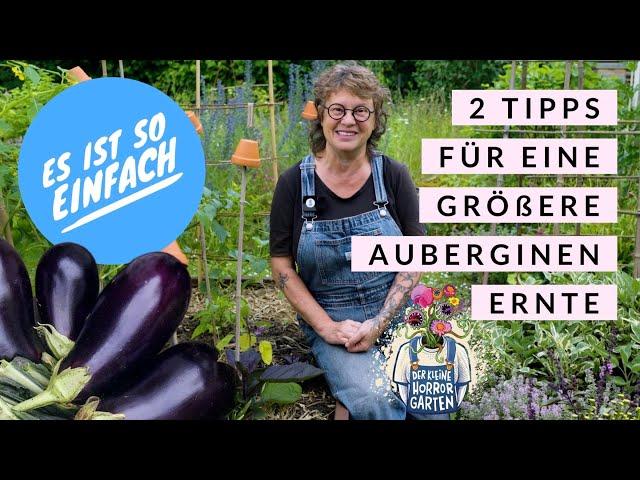 Expertentipps: Auberginen Triebe und Königsblüte RICHTIG ausgeizen I der kleine Horrorgarten