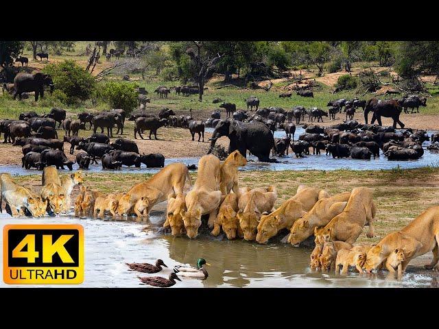 4K African Animals: Lake Manyara National Park - Scenic Wildlife Film With Calming Music