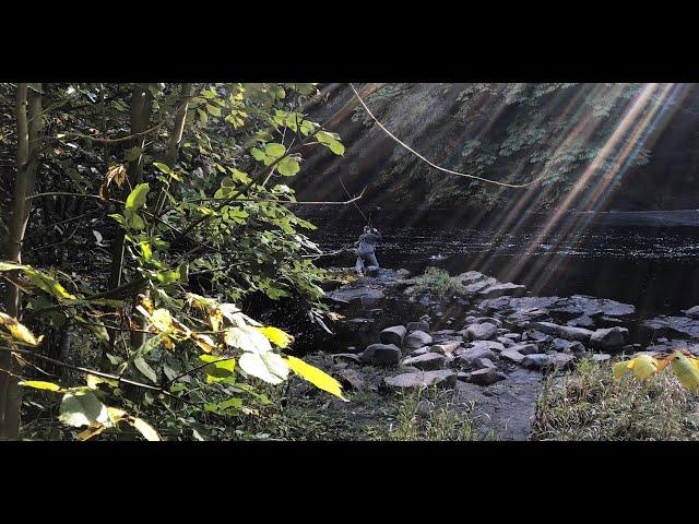 Fly Fishing on the River Ayr with Davie McPhail