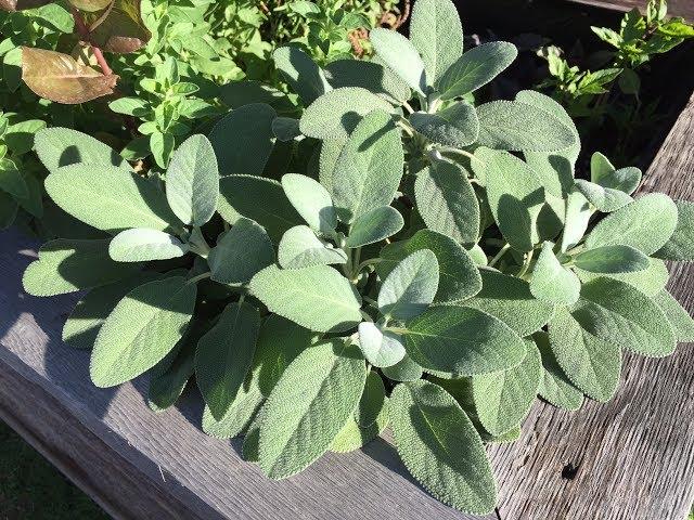 Drying and Propagating Sage From The Garden