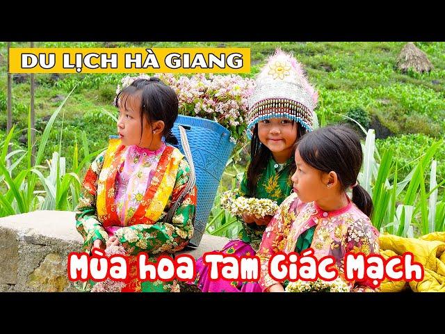 DU LỊCH HÀ GIANG MÙA HOA TAM GIÁC MẠCH | Khám phá những điểm chụp ảnh đẹp hút khách nhất