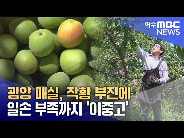 광양 매실, 작황 부진에 일손 부족까지 '이중고' -R (250611수/뉴스데스크)