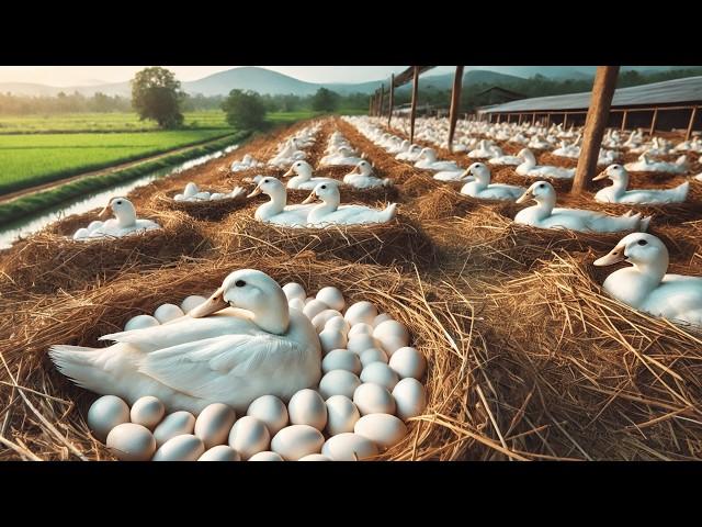 How to Raise Ducks Effectively - Harvesting Duck Eggs - Duck Egg Farm Business.