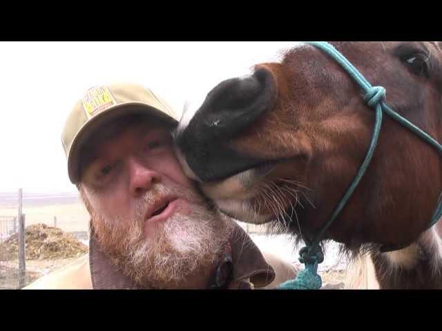 Horses and Dogs: Super Bowl beer commercial 2015 (parody)