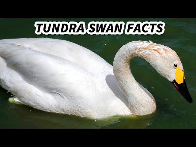 Tundra Swan Facts: the WHISTLING Swan  Animal Fact Files