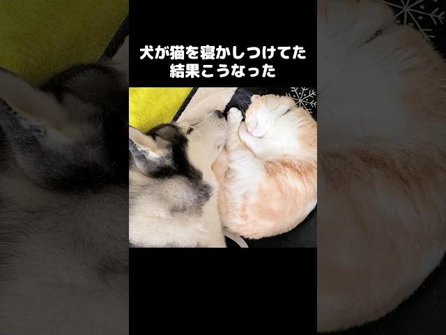 犬が猫を寝かしつけてた結果こうなった...#猫 #犬と猫