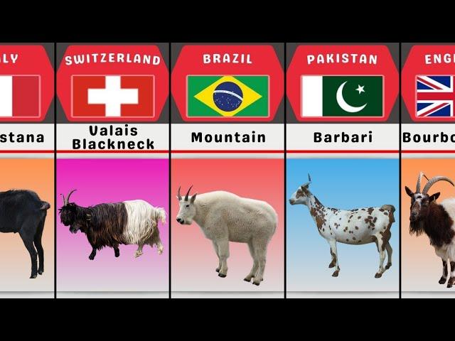 Goat Breeds From Different Countries