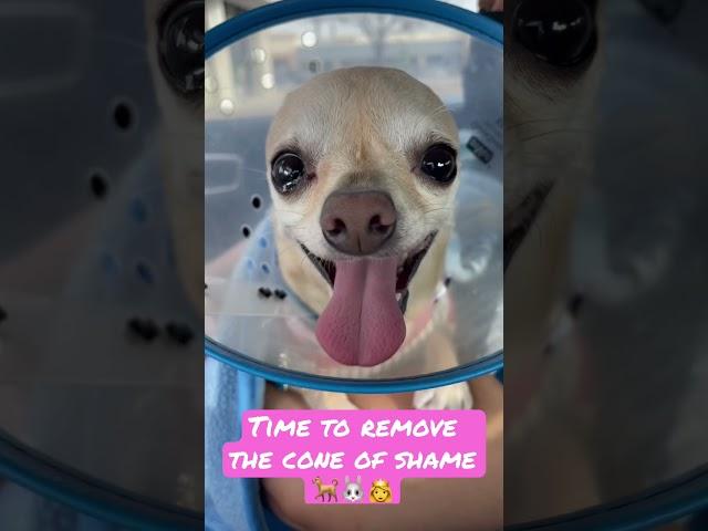 Maki Ready to get her cone off (Chihuahua)