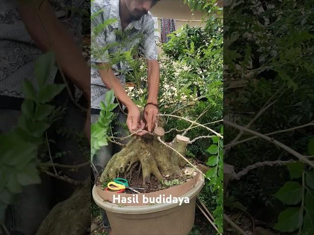 Bonsai tauchi kalimantan pembentukan dasar #vidio #bonsai