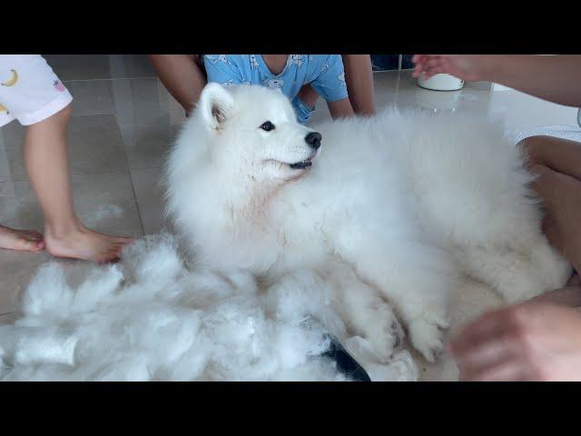 It takes an entire family effort to brush a samoyed