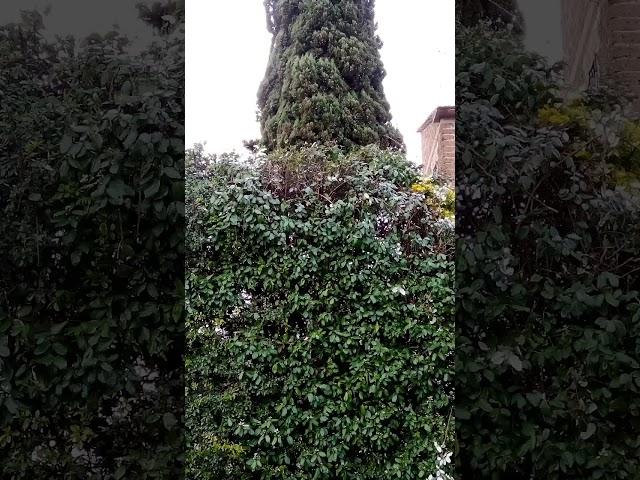 Benvenuto Gini
