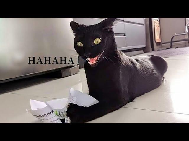 FUNNY and CRAZY CATS just never fail to AMUSE US!  Best FUNNY CAT videos 2024